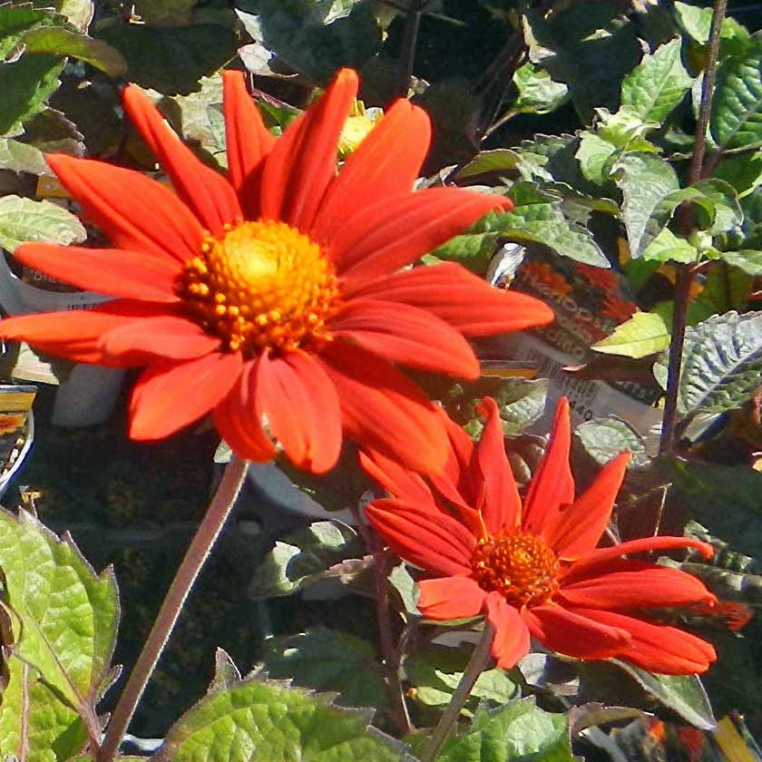 ヘリオプシス・ブリーディングハーツ（Heliopsis 'Bleeding Hearts'）